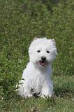WESTIE 093
